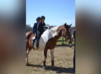 Other Warmbloods Mix, Mare, 25 years, 16 hh