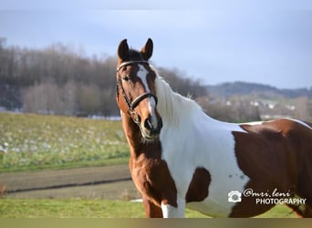 Other Warmbloods Mix, Mare, 25 years, 16 hh