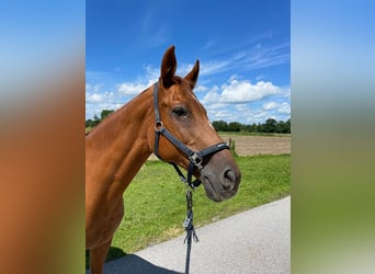 Other Warmbloods, Mare, 25 years, Chestnut-Red