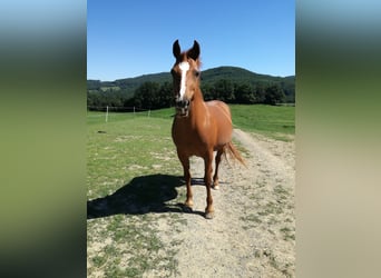 Other Warmbloods, Mare, 28 years, 15,2 hh, Chestnut-Red