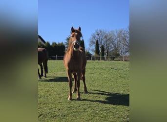 Other Warmbloods Mix, Mare, 2 years, 14,2 hh, Chestnut-Red