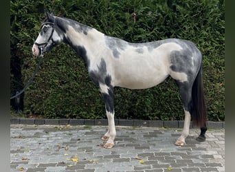 Other Warmbloods Mix, Mare, 2 years, 15,2 hh, Pinto