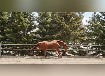 Other Warmbloods, Mare, 2 years, 15 hh, Chestnut