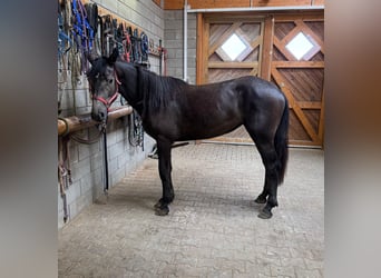Other Warmbloods, Mare, 2 years, 15,1 hh, Gray