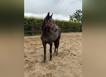 Other Warmbloods, Mare, 2 years, 15,1 hh, Gray