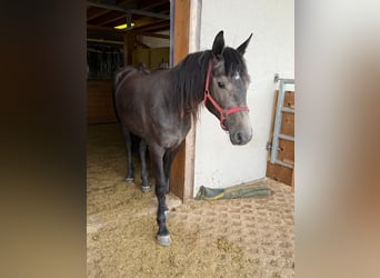 Other Warmbloods, Mare, 2 years, 15,1 hh, Gray