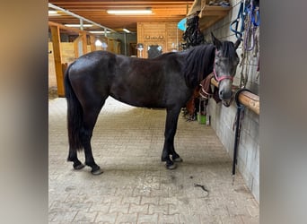 Other Warmbloods, Mare, 2 years, 15,1 hh, Gray