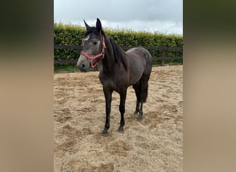 Other Warmbloods, Mare, 2 years, 15,1 hh, Gray