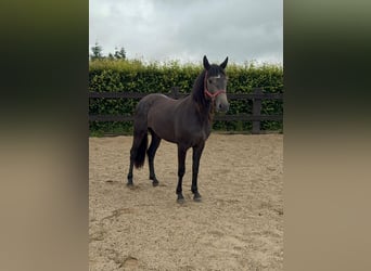 Other Warmbloods, Mare, 2 years, 15,1 hh, Gray
