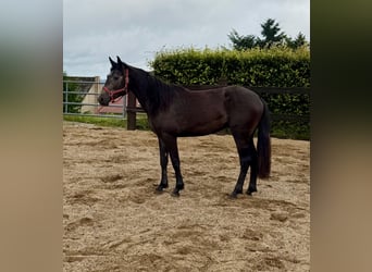 Other Warmbloods, Mare, 2 years, 15,1 hh, Gray