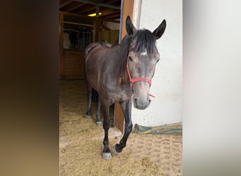 Other Warmbloods, Mare, 2 years, 15,1 hh, Gray