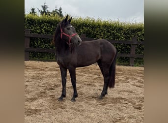 Other Warmbloods, Mare, 2 years, 15,1 hh, Gray