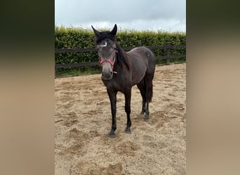 Other Warmbloods, Mare, 2 years, 15,1 hh, Gray