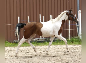 Other Warmbloods, Mare, 2 years, 16.1 hh, Pinto
