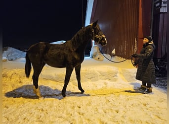 Other Warmbloods, Mare, 2 years, 16.2 hh, Black