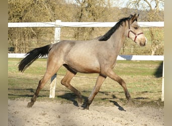 Other Warmbloods, Mare, 2 years, 16.2 hh, Buckskin