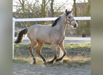 Other Warmbloods, Mare, 2 years, 16.2 hh, Buckskin