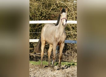 Other Warmbloods, Mare, 2 years, 16.2 hh, Buckskin