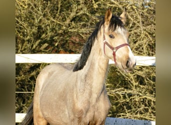 Other Warmbloods, Mare, 2 years, 16.2 hh, Buckskin