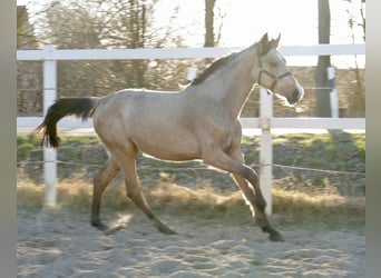 Other Warmbloods, Mare, 2 years, 16.2 hh, Buckskin