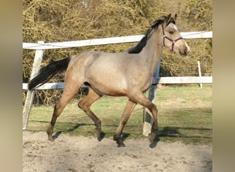 Other Warmbloods, Mare, 2 years, 16.2 hh, Buckskin
