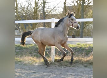Other Warmbloods, Mare, 2 years, 16.2 hh, Buckskin