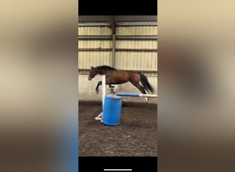 Other Warmbloods, Mare, 2 years, 16 hh, Bay