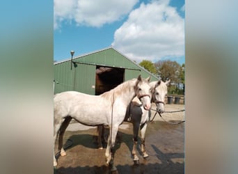 Other Warmbloods Mix, Mare, 2 years, 16 hh, Gray