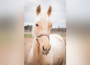 Other Warmbloods, Mare, 2 years, Palomino