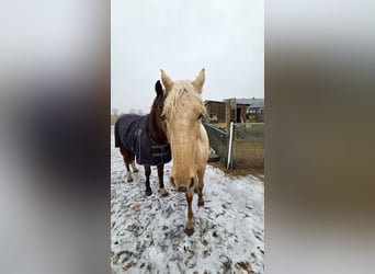 Other Warmbloods, Mare, 2 years, Palomino