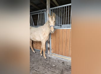 Other Warmbloods, Mare, 2 years, Palomino
