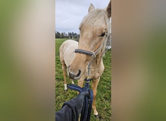 Other Warmbloods, Mare, 2 years, Palomino