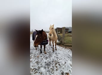 Other Warmbloods, Mare, 2 years, Palomino