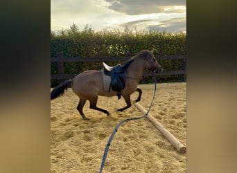 Other Warmbloods, Mare, 3 years, 13.2 hh