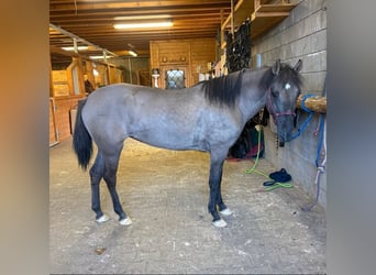 Other Warmbloods, Mare, 3 years, 13.2 hh
