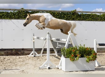 Other Warmbloods, Mare, 3 years, 14,2 hh, Palomino