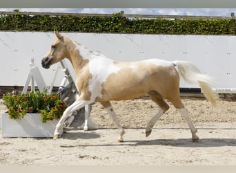 Other Warmbloods, Mare, 3 years, 14,2 hh, Palomino