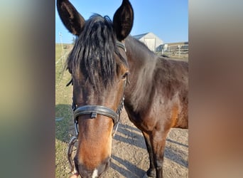 Other Warmbloods Mix, Mare, 3 years, 15.1 hh, Brown
