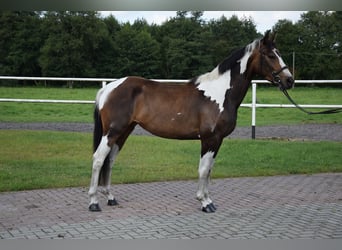 Other Warmbloods, Mare, 3 years, 15.1 hh, Pinto