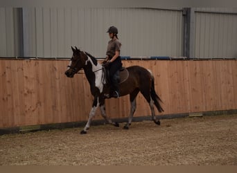 Other Warmbloods, Mare, 3 years, 15.1 hh, Pinto