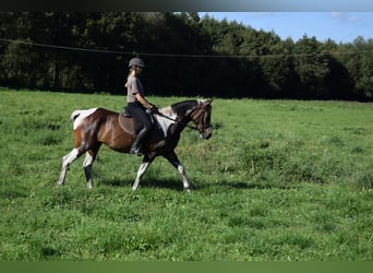 Other Warmbloods, Mare, 3 years, 15.1 hh, Pinto