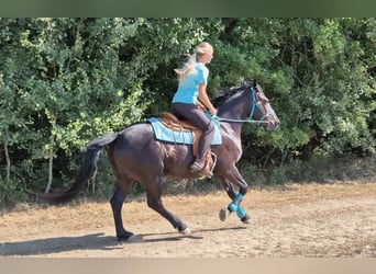 Other Warmbloods, Mare, 3 years, 15.2 hh, Black