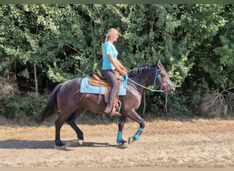 Other Warmbloods, Mare, 3 years, 15.2 hh, Black