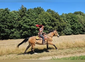 Other Warmbloods, Mare, 3 years, 15.2 hh, Brown