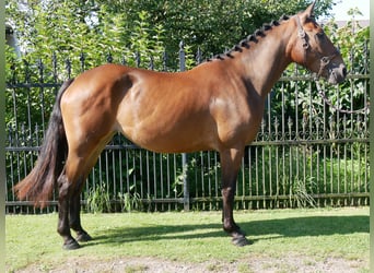 Other Warmbloods, Mare, 3 years, 15,2 hh