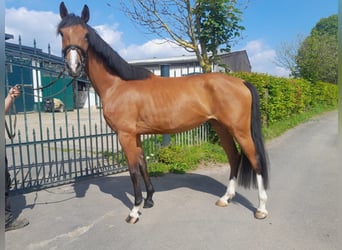 Other Warmbloods, Mare, 3 years, 15.2 hh