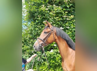 Other Warmbloods, Mare, 3 years, 15.2 hh