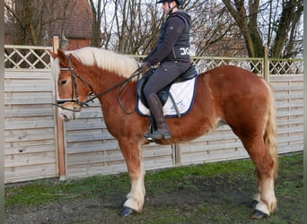 Other Warmbloods Mix, Mare, 3 years, 15 hh, Chestnut-Red