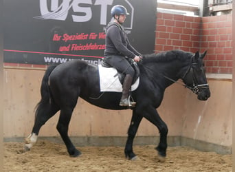 Other Warmbloods Mix, Mare, 3 years, 15 hh