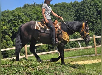 Other Warmbloods, Mare, 3 years, 15,1 hh, Black
